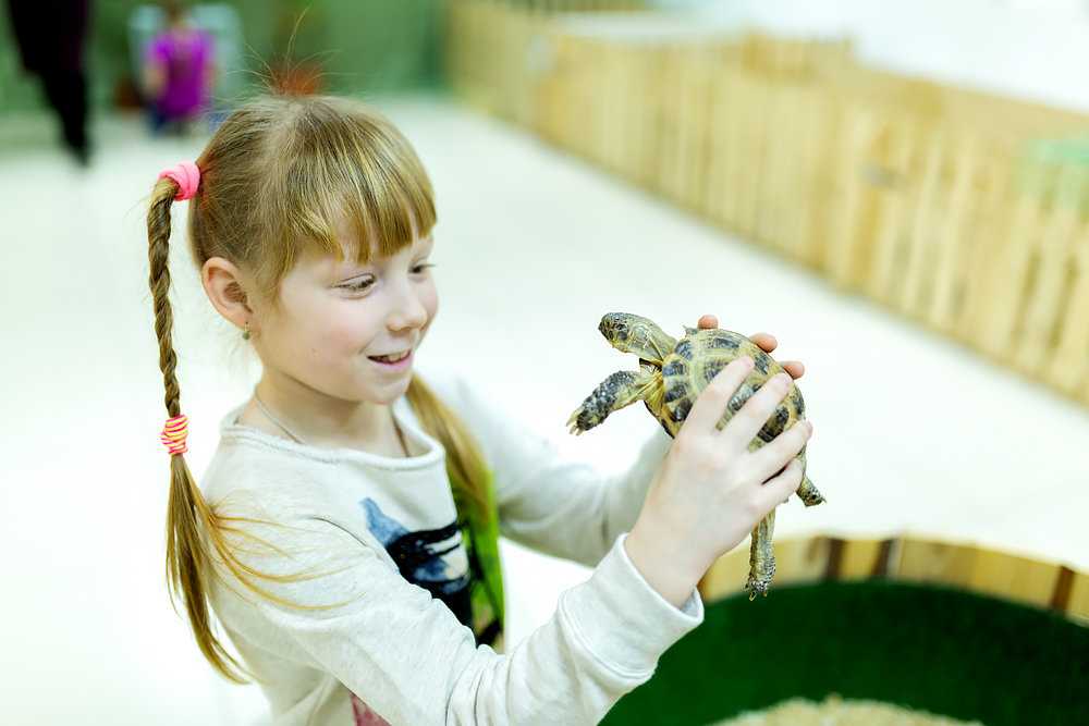 Контактный зоопарк рядом. Зоопарк Обитаемый остров Новосибирск. Контактный зоопарк Новосибирск. Детский контактный зоопарк. Контактный мини зоопарк.