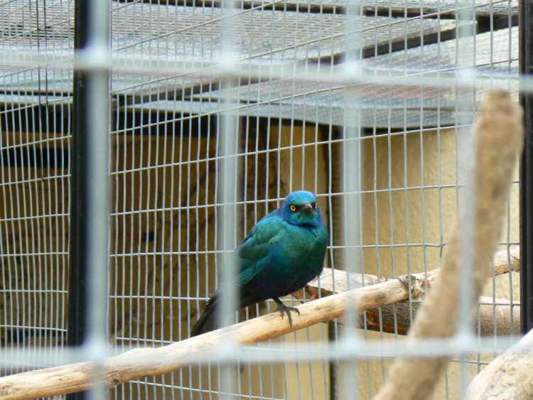 Парк птиц «воробьи», спас-прогнанье – афиша