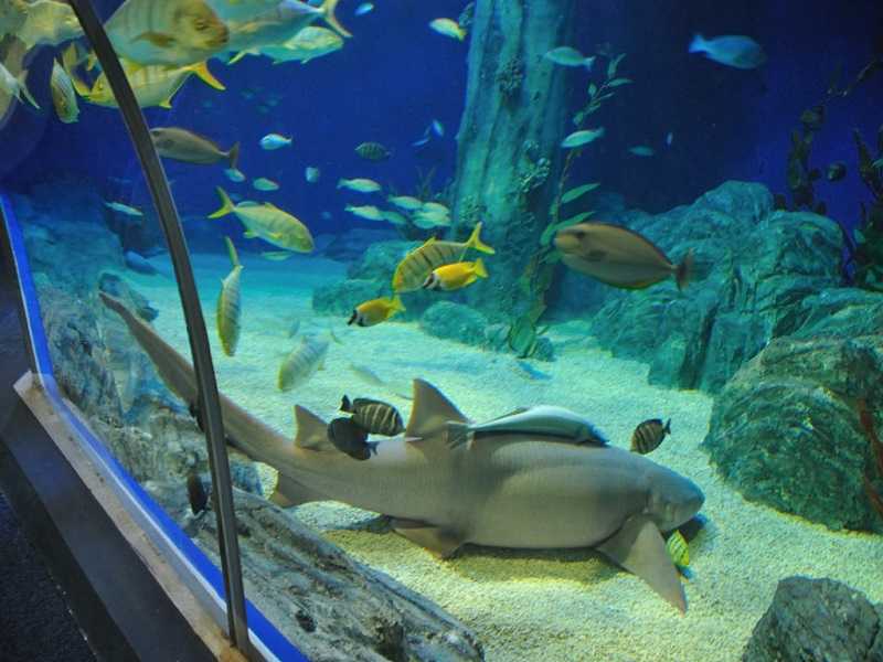 Океанариум sochi discovery world aquarium, курортный городок