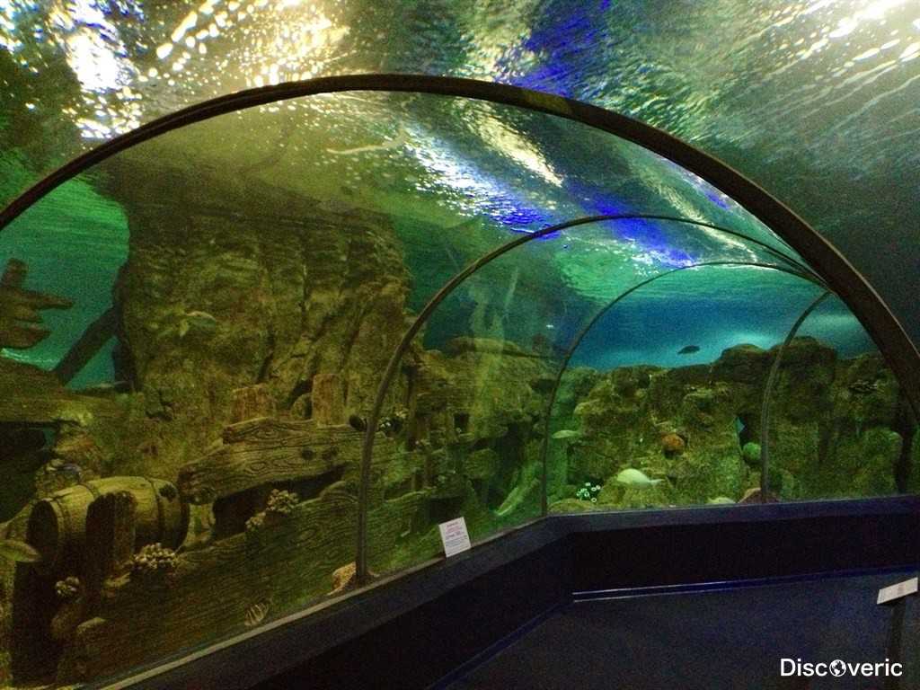Океанариум sochi discovery world aquarium в адлере