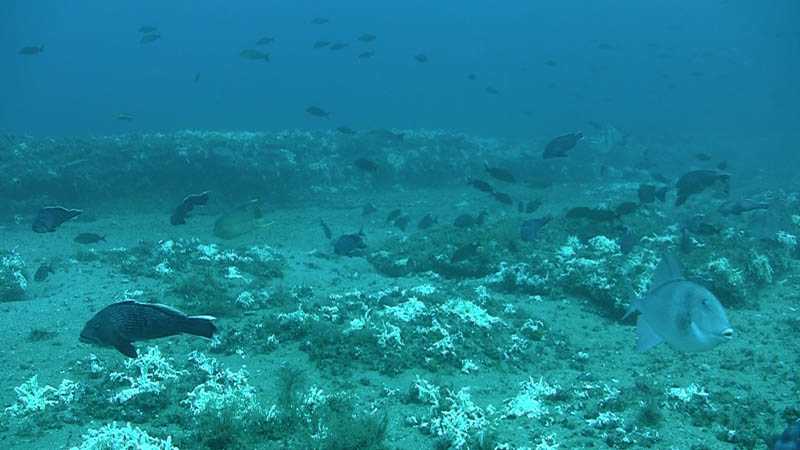 Болванская губа печорского моря (фото)