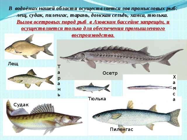 Судак - 81 фото лова и обитания крупной и ценной промысловой рыбы