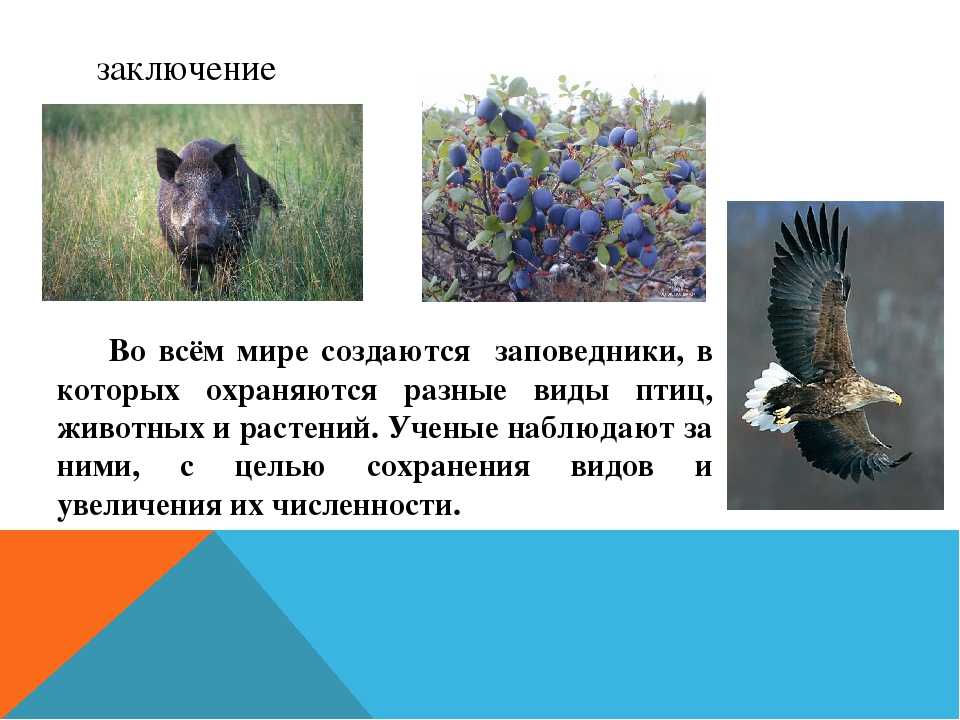 Рай для сайгака и розового пеликана: биосферный заповедник «черные земли» - хранителиродины.рф