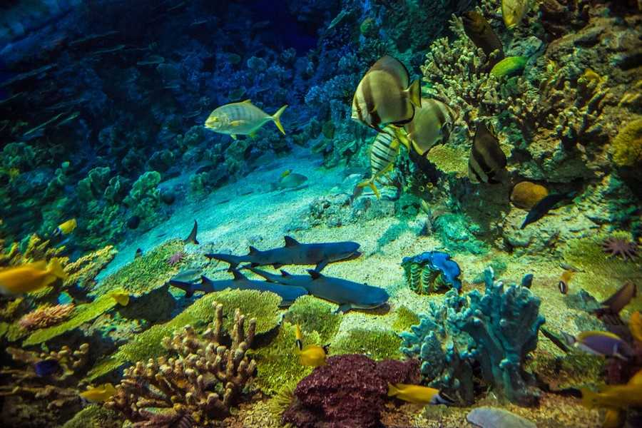 Океанариум sochi discovery world aquarium, курортный городок