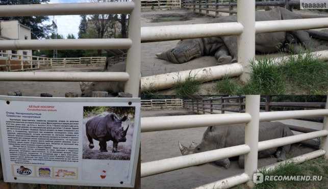 Ростовский зоопарк: история, животные зоопарка, адрес и фото