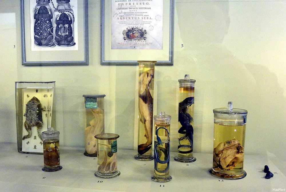 Экспонаты кунсткамеры в санкт-петербурге