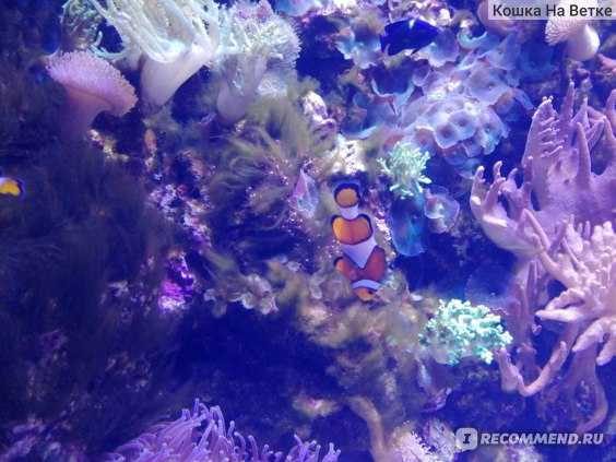 Океанариум sochi discovery world aquarium в адлере