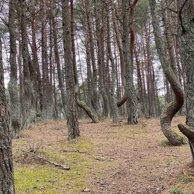 Танцующий лес на куршской косе - фото и видео заставляют задуматься