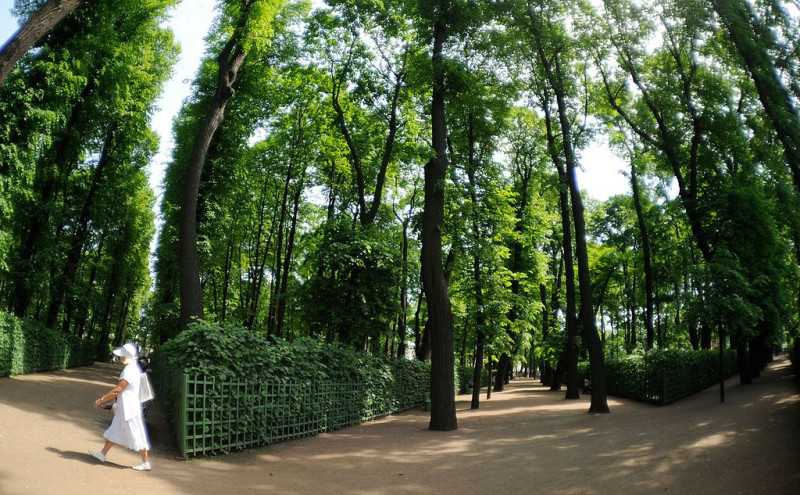 Летний сад в санкт-петербурге: возвращение в xviii век