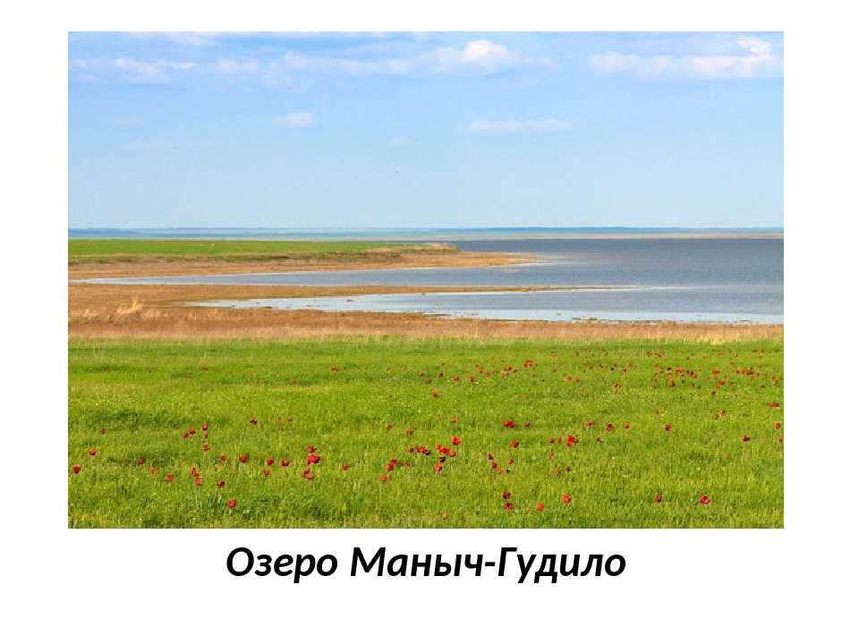 Минеральное озеро маныч-гудило: описание, флора и фауна
