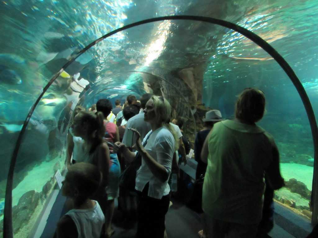 Океанариум в адлере (sochi discovery world aquarium) сочи дискавери ворлд