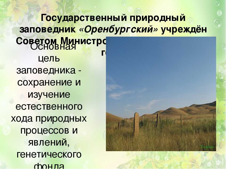 Государственный природный заповедник «оренбургский»