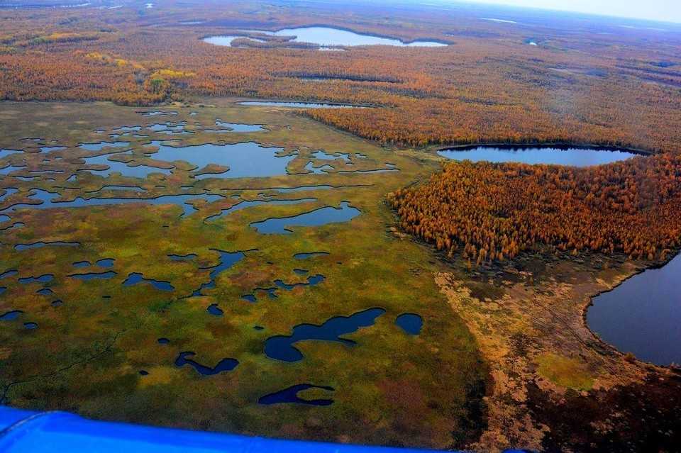 Васюганские болота: интересные сведения и факты | vivareit