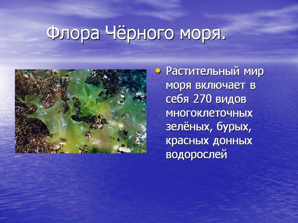 Wikizero - печорское море