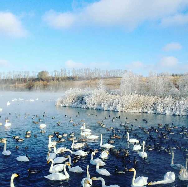 Озеро лебедь, куршская коса, достопримечательности, как добраться – туристер.ру