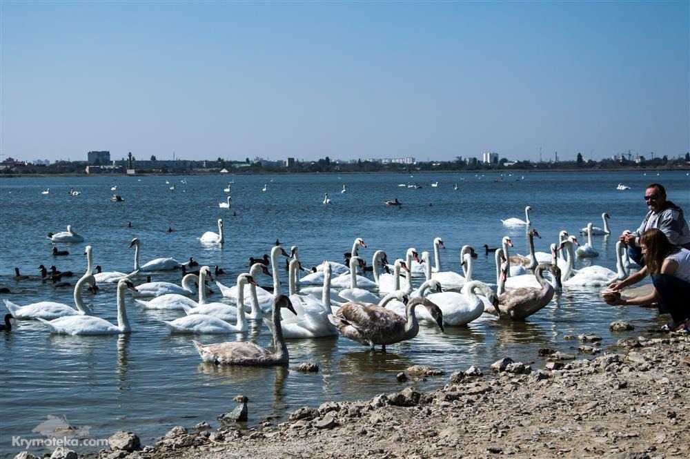 Крым евпатория озеро