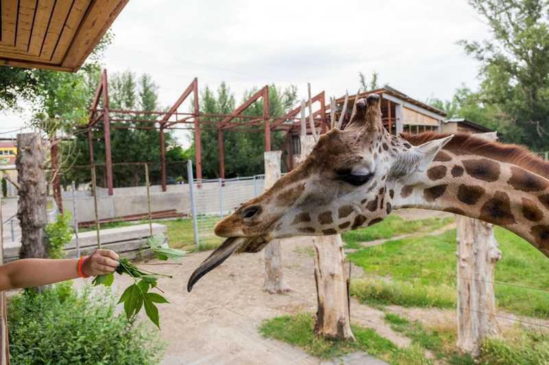 Трогательный зоопарк в ростове-на-дону: описание, особенности, интересные факты и отзывы :: syl.ru