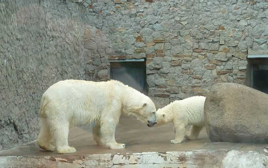 Санкт-петербургский зоопарк - вики