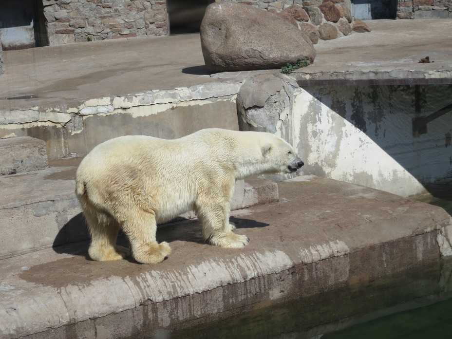 Животные ленинградского зоопарка 🚩 список + фото