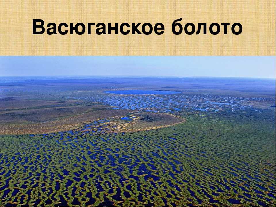 Васюганские болота: интересные сведения и факты