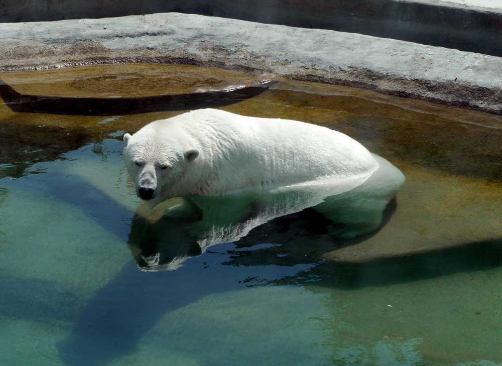 Зоопарк: режим работы и стоимость билетов 2021, сайт, как добраться | санкт-петербург центр