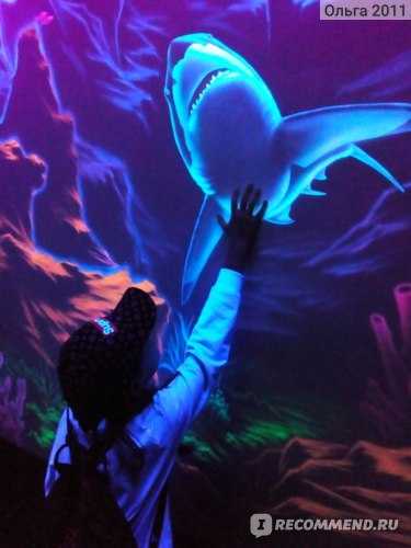 Сочинский океанариум Sochi Discovery World Aquarium – один из крупнейших на территории Российской Федерации. Он является своеобразным музеем живой природы подводного мира.