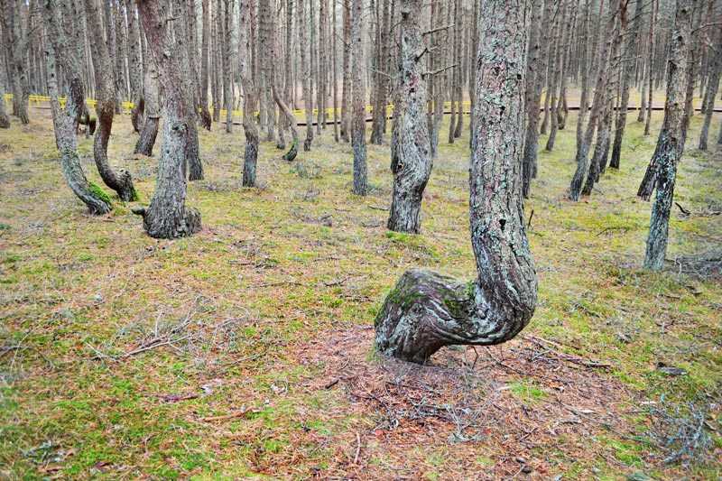 Узнай где находится Танцующий лес на карте России (С описанием и фотографиями). Танцующий лес со спутника