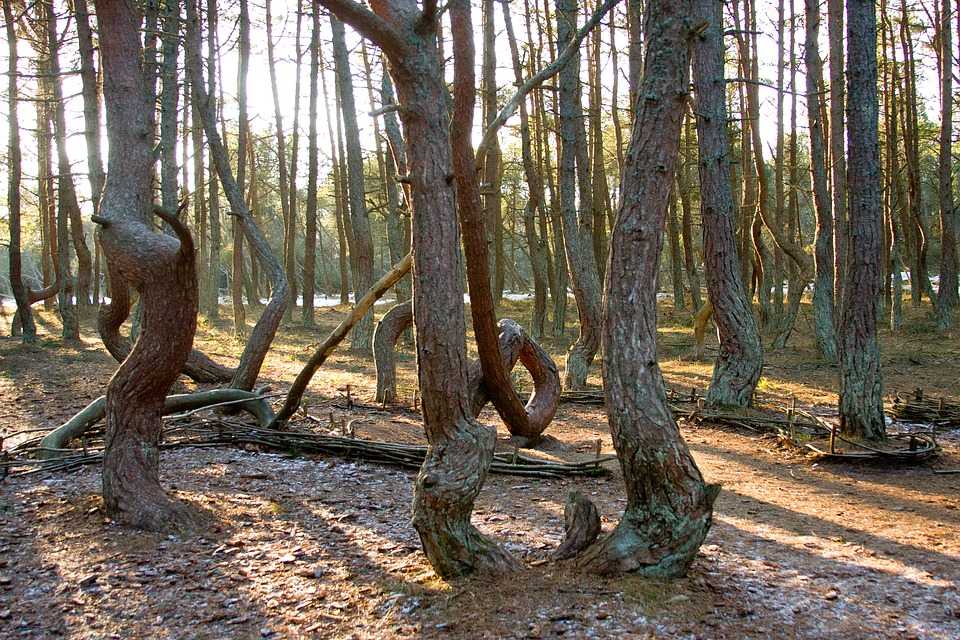 Куршская коса в калининградской области — фото, танцующий лес в национальном парке, как добраться из калининграда, песчаные дюны — плейсмент