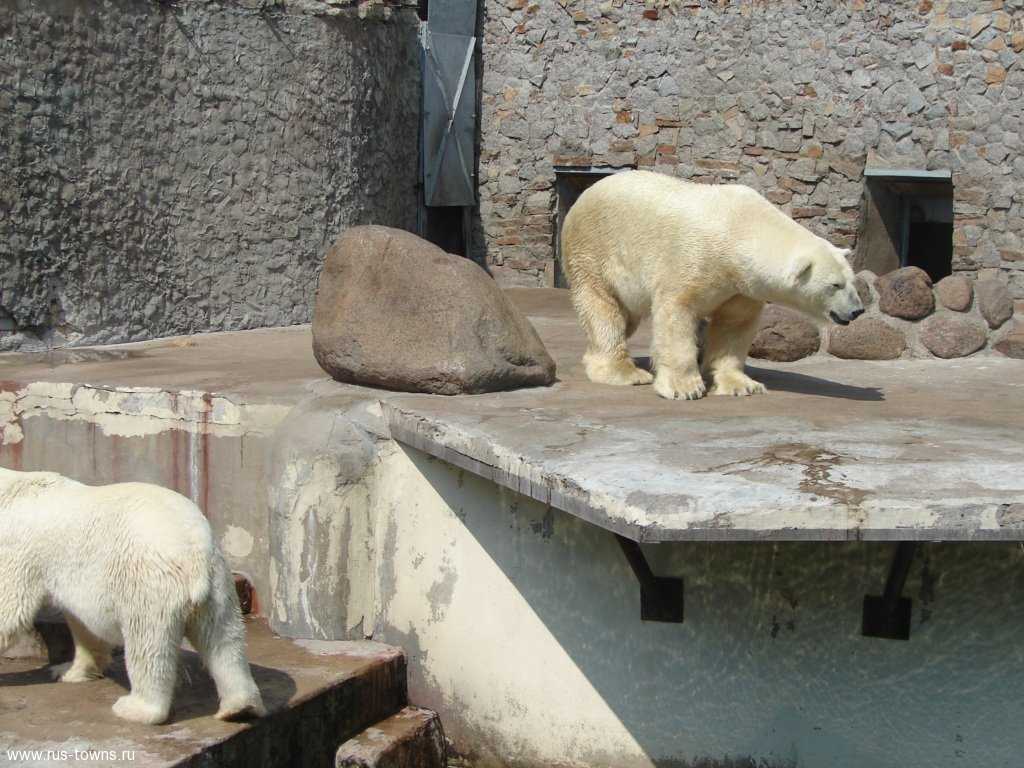 Зоопарк в санкт-петербурге | информация для туристов