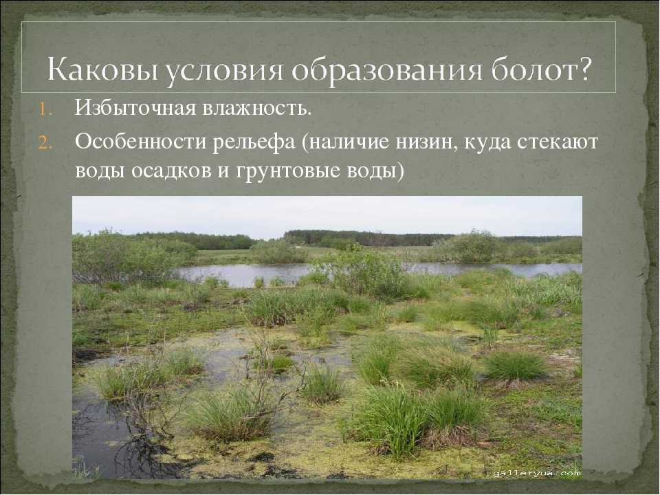 Васюганские болота: фото, карта, интересные факты