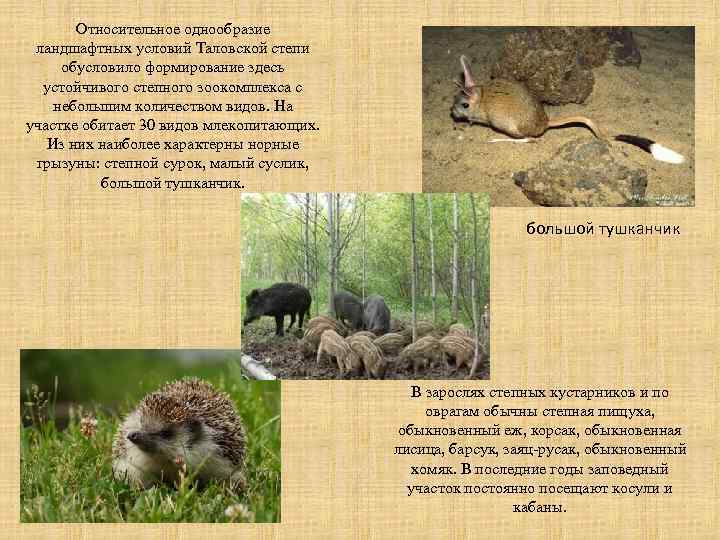 Заповедник оренбургский: описание, растения, животные и интересные факты