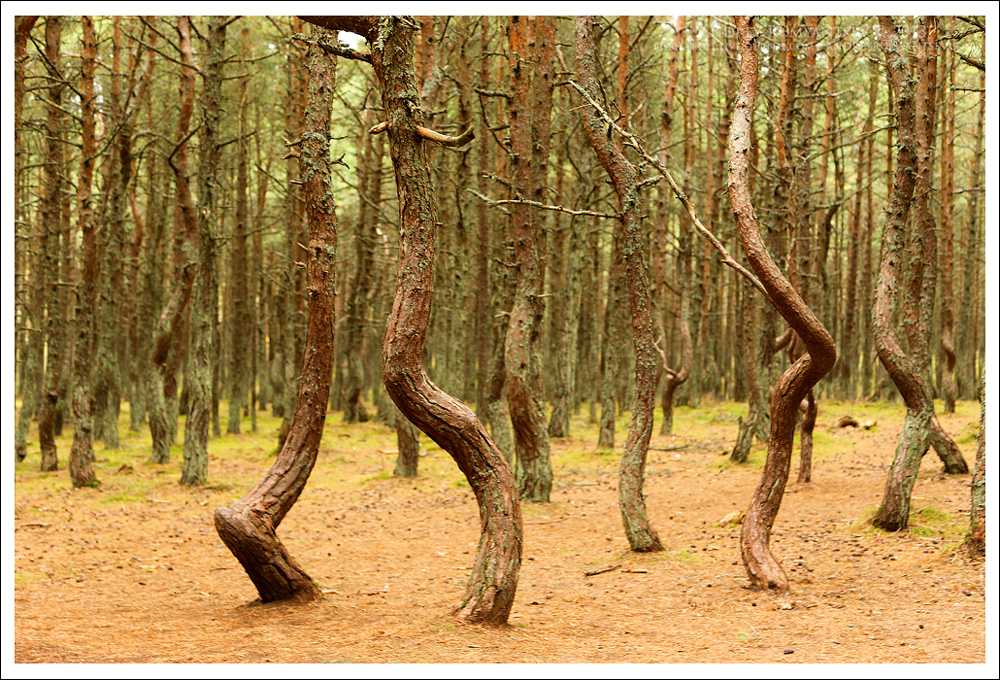 Танцующий лес: что это такое, где находится, легенда происхождения