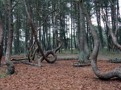 Танцующий лес – участок соснового леса на территории Калининградской области, названный так потому что стволы растущих здесь деревьев имеют самые разные изгибы и словно «танцуют». Сосны похожи на спинки кресел, арфы, кольца и фигуры людей. Одни деревья св