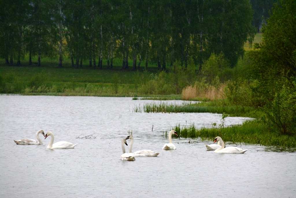 Озеро с лебедями в евпатории