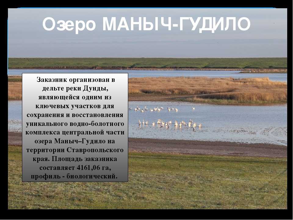 Ростовское чудо: табун диких мустангов на озере маныч-гудило