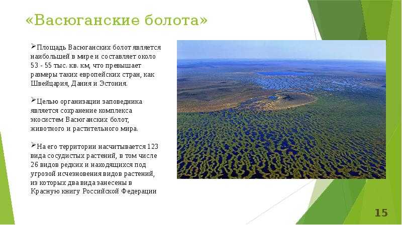 Как самые крупные в мире васюганские болота улучшили жизнь сибиряков (4 фото + видео)