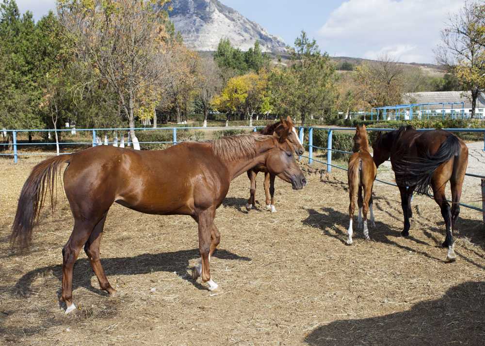 ᐉ терская порода лошадей: описание и характеристики - zooon.ru