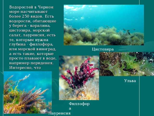 Болванская губа печорского моря (фото)