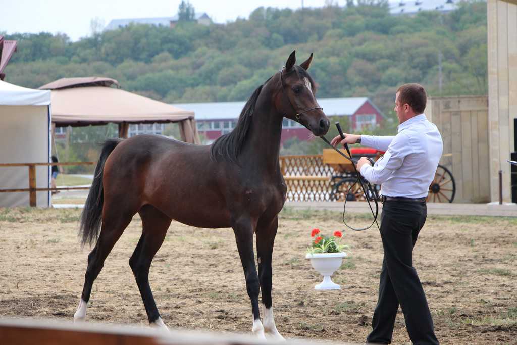 Терская порода лошадей: описание и характеристики
