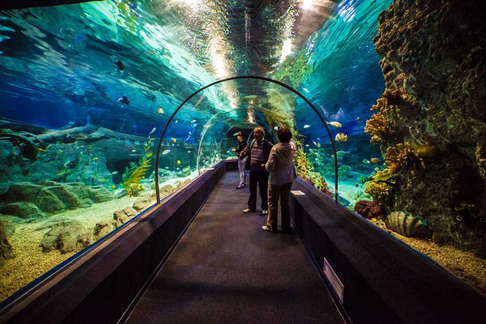 Океанариум сочи. sochi discovery world aquarium