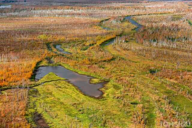 Как самые крупные в мире васюганские болота улучшили жизнь сибиряков (4 фото + видео)