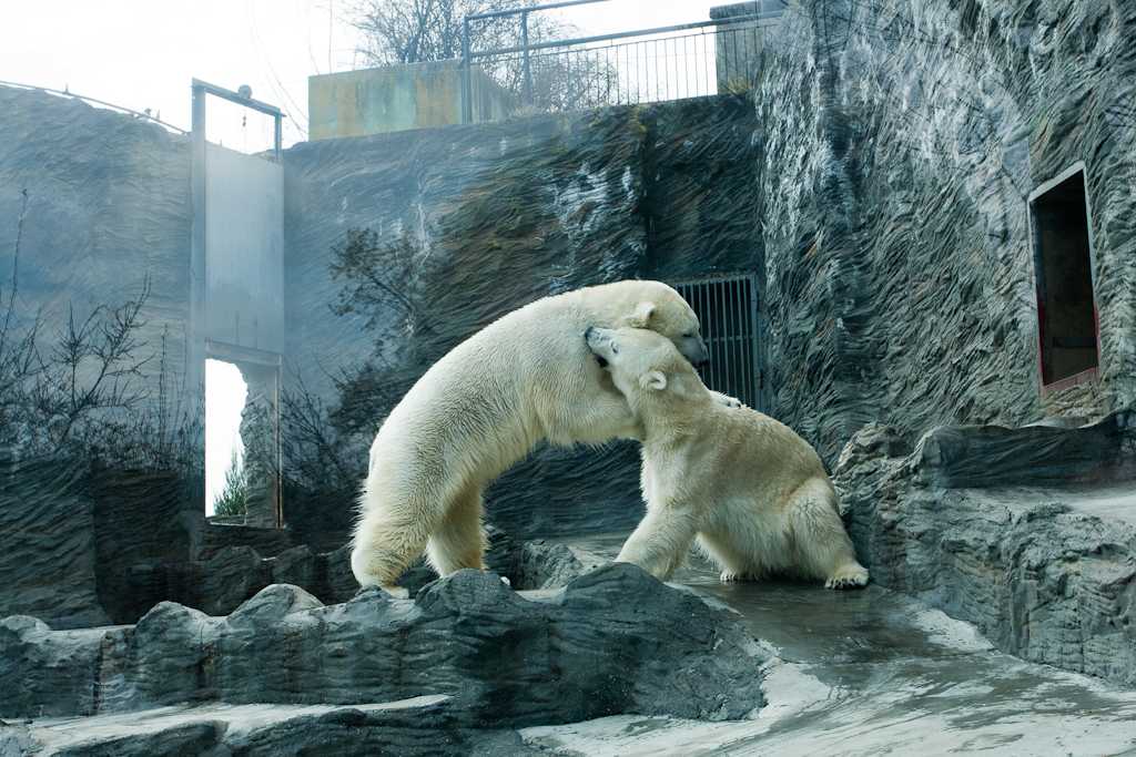 Ленинградский зоопарк, удручающее впечатление - блог о самостоятельных путешествиях