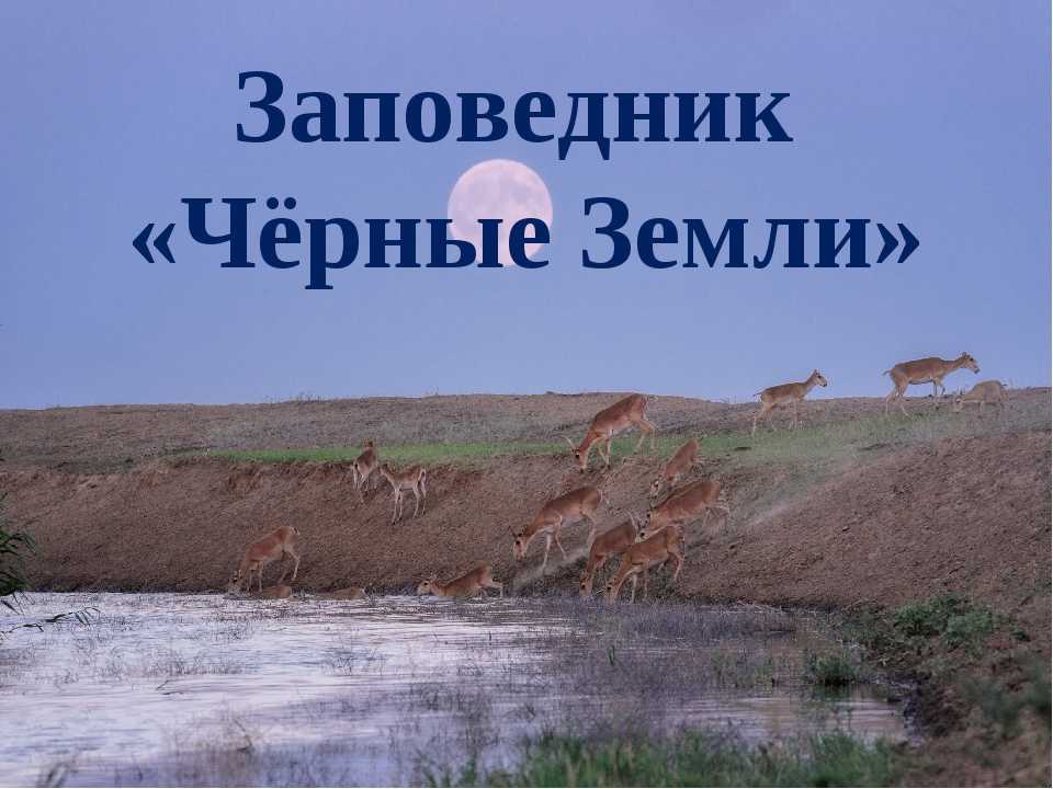 Заповедник «черные земли», калмыкия — растения, животные, где находится, сайт | туристер.ру