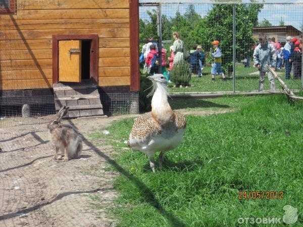 Парк птиц «воробьи», россия — подробная информация с фото